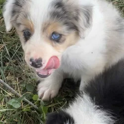 ABCA Border Collie pups