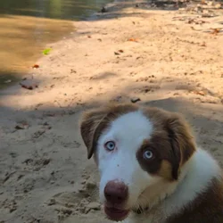 Australian shepherd Puppy