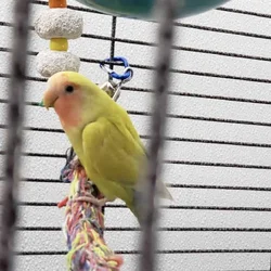 Juvenile Peach Faced Lovebird - Bird 3