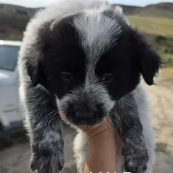 Cattle Dog Mix