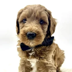 Mini Goldendoodle Puppies