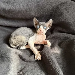 Elf Sphynx female