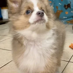 PiePie the AussiePom