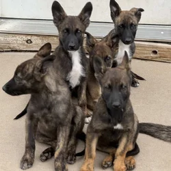 Dutch Shepherd Puppies