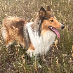 Rough Collie Adults