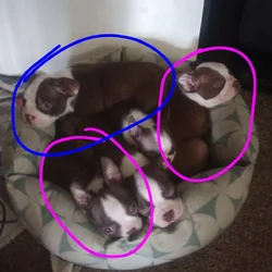 Boston terrier puppies