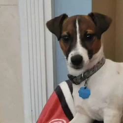 Jack Russell Terrier