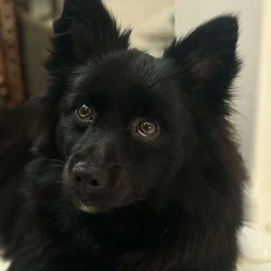 Black Pomeranian Puppy