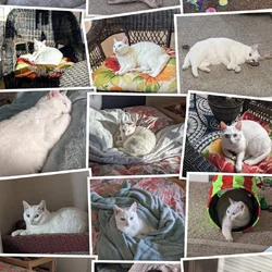 Luna Needs a New Home