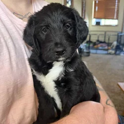 Mini Bernedoodle / Labradoodle Puppy