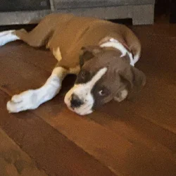 Boxer puppy