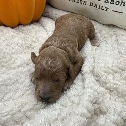 Female F1B mini Goldendoodle