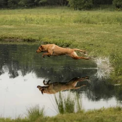 Fox Red Labs with Loaded Pedigrees