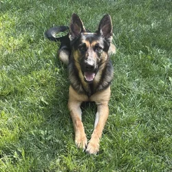 Say "hi" Coco Butter Bean! Training done for you!
