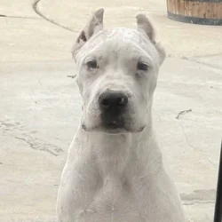 Dogo Argentino Puppy