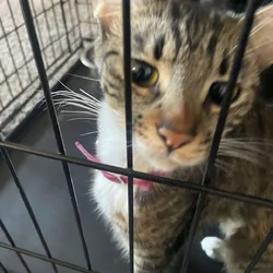 young sweet female cat