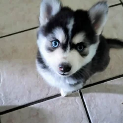 Mini male pomsky puppy