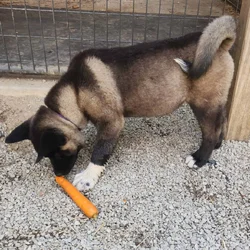 Akita Puppies