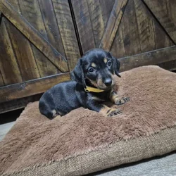 Wirehaired dachshund pups
