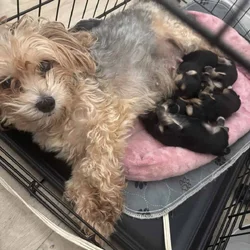 Adorable Yorkie Puppies – Ready Soon! 🐾✨