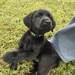 Adorable Goldador puppies
