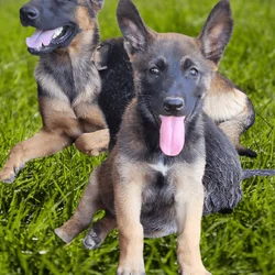 German Shepherd