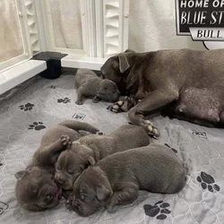 Staffordshire Bull Terrier Puppies For Sale