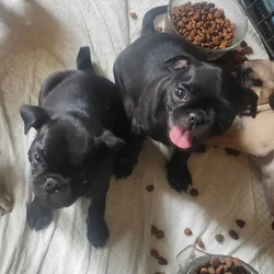 CKC Pug Puppies
