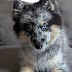 Pomsky 2nd generation