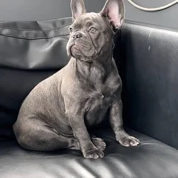 Purebred Frenchie bulldog