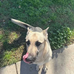 German shepherd