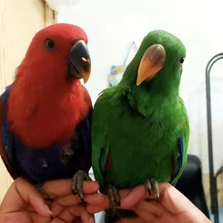 Eclectus Parrots - Tame & Playful