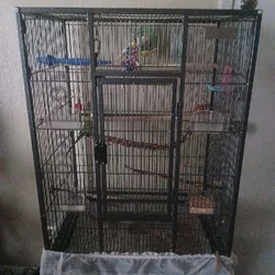 Large birdcage with 2 Budgies