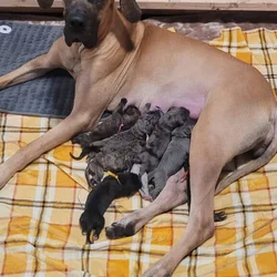 AKC Great Dane Puppies