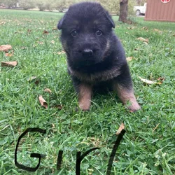German Shepard puppies