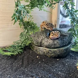 Young Leopard Gecko, difficult eater