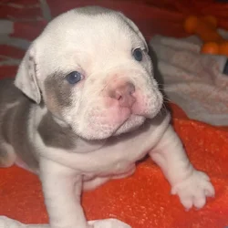 Purebred English Bulldog Puppy