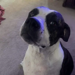 Free Dog