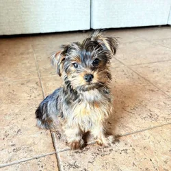 Adorable Yorkshire Terrier Puppy – 3 Months Old