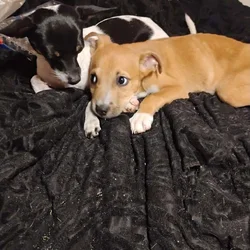 Rehome 2 dogs cannot separate