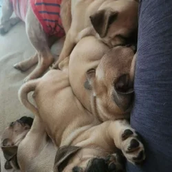 Pugs for sale