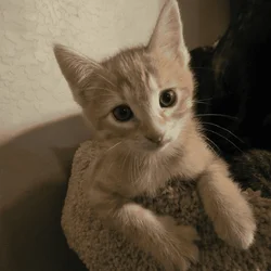Kittens to good home
