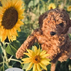 F1bb Cockapoo Puppies Ready Now