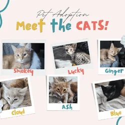 Rehoming 6 kittens