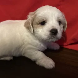 Shorkies needing home ASAP!!