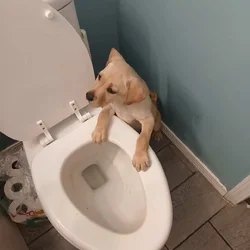 10 week old male lab mix