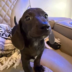 Dachshund Puppies
