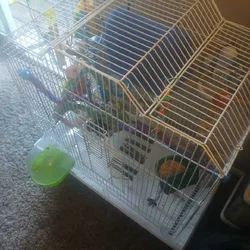 Parakeets with all cage supplies included