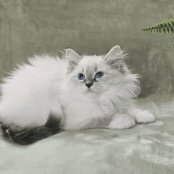 HYPOALLERGENIC Siberian kittens!!
