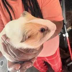 3 months of baby Guinea pigs to rehome